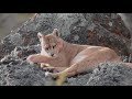 Puma concolor - pumas_chile