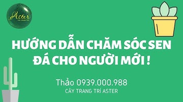 HƯỚNG DẪN CHĂM SÓC SEN ĐÁ CƠ BẢN CHO NGƯỜI MỚI !