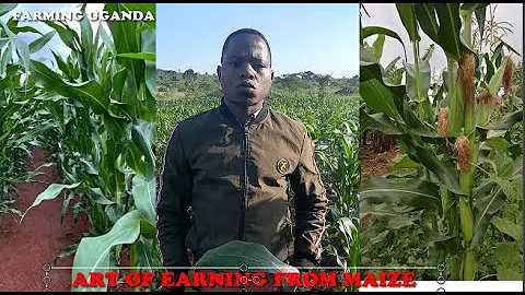 #OKULIMAKASOOLI: Chemistry of earning from Maize Farming!!! Farming Uganda.