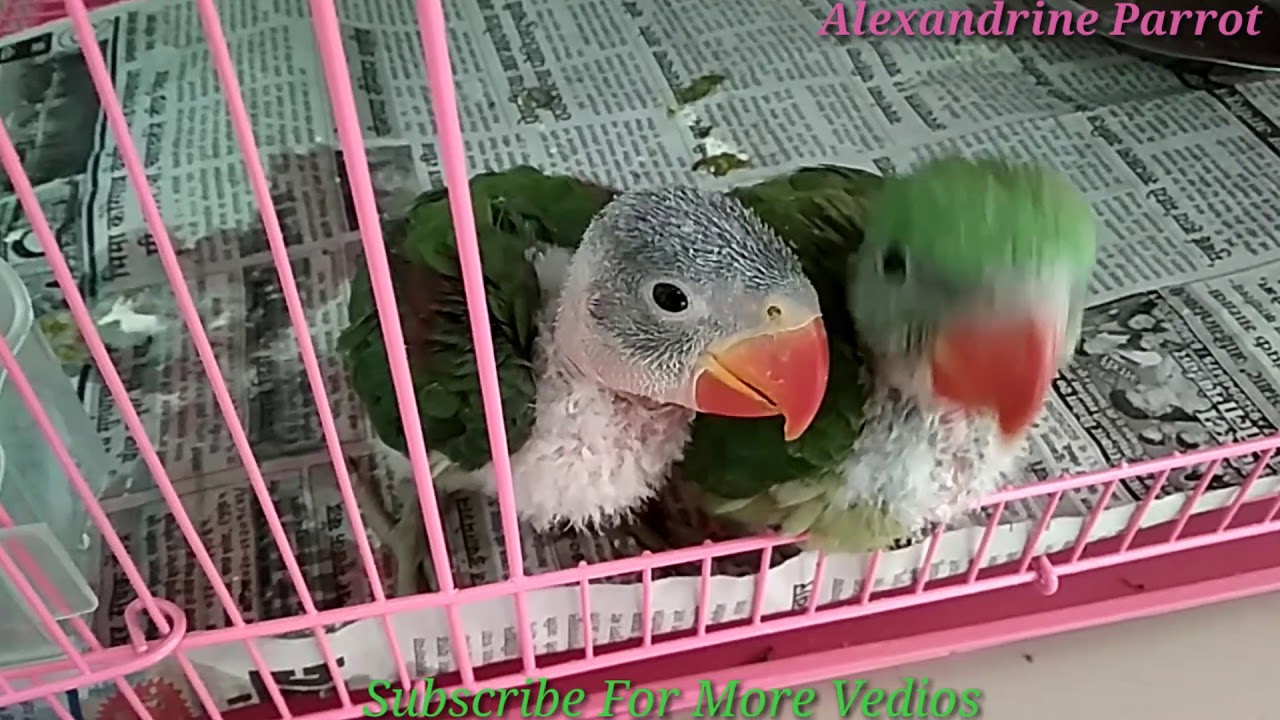 Image Result For Parrot Talking Training In Hindi Image Result For Parrot Talking Training In Hindi