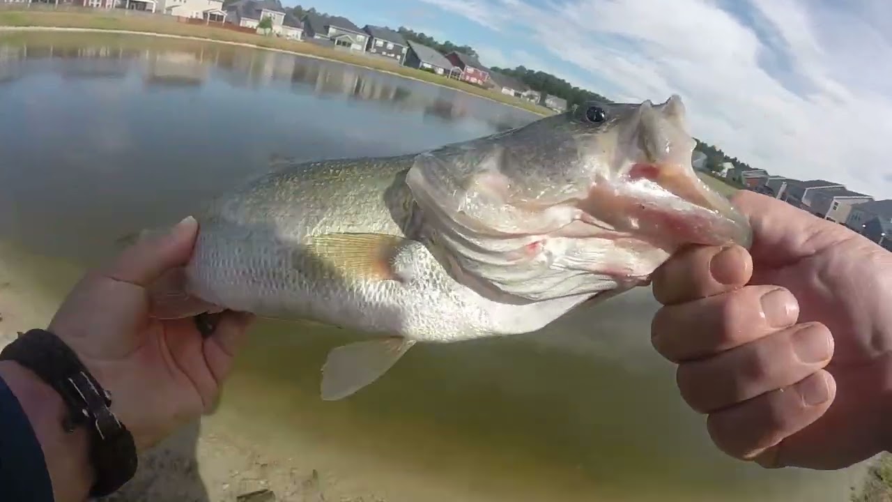 Good day of bass fishing