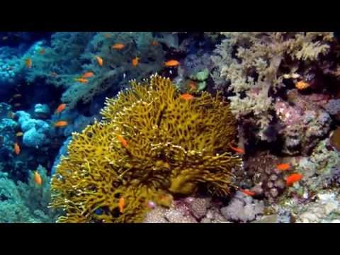 Fire coral facts: 13 Facts about Fire Coral