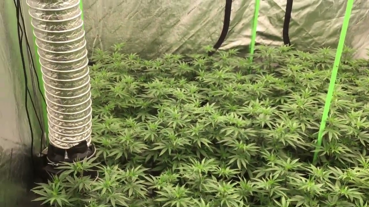 Day 1 Khalifa Mintz ! 36 in the 8x8 ! Update video ! 