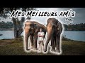 Vivre avec les  lphants  thalande vlog cinmatique