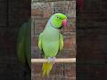 Main Mitthu Sound Talking Green Parrot Indian Ringneck Parrot Short Trending video #shortsfeed