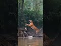 Bengal Tiger vs Crocodile | Real Jungle Battle for Survival | Wild Animal Fight in 4K #real #animals