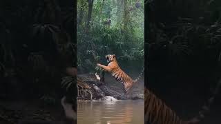 Bengal Tiger vs Crocodile | Real Jungle Battle for Survival | Wild Animal Fight in 4K #real #animals