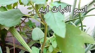 قناةnanakamel|حكايةالنبات اسمه ايه|حكايات وقصص|حكاية|قصة|قصه|العشبة دى اسمها ايه|اكتب فى التعليقات