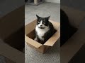 Cat gets startled and runs away super fast! 🙀 #ScaredCat