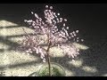 SAKURA. Die japanische Kirschblüte. TUTORIAL. Bäume aus Perlen. Anna's Perlen