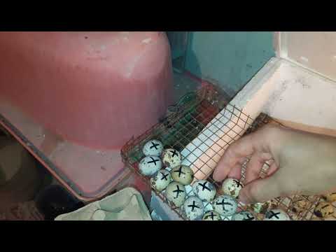 Video: Bıldırcın Inkubatoru Necə Edilir