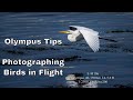 Olympus Tips: My Best Settings for Birds in Flight ep.69