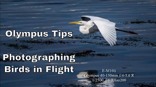 Olympus Tips: My Best Settings for Birds in Flight ep.69