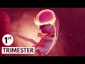 First Trimester | 3D Animated Pregnancy Guide