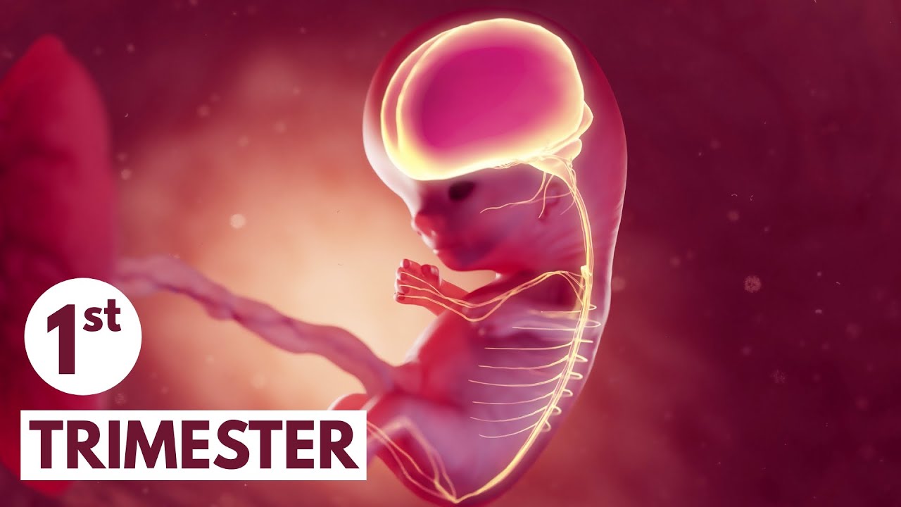 ⁣First Trimester | 3D Animated Pregnancy Guide