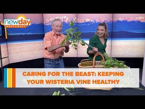 Video: Are Wisteria Roots Aggressive: Leer oor die wortelstelsel van 'n Wisteria