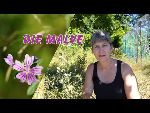 Video: Medizinischer Verwandter Der Malve