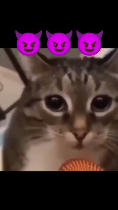 Котик мяукает в микрофон😍#раша#америка#росиия#memes#Cat#мем - YouTube