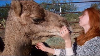 My pet camels ❤❤  جمل