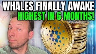 CARDANO ADA - WHALES FINALLY WAKE UP!!! HIGHEST LEVELS IN 6 MONTHS!