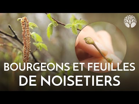 Vidéo: Comment Faire Cuire Le Tétras Des Noisetiers Avec Des Airelles Rouges