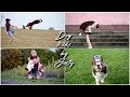 Amazing Dog Tricks by Border Collie JUSTY [4 years]
