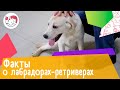 6 интересных фактов о лабрадорах-ретриверах