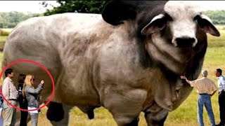 The Biggest Bull Belgiun Blue | A Modern Beef Breed | The Belgiun Blue Is Outstanding For It Belgian Blue Beef Cattle Franken Beef Or Future Meat Production