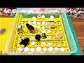 48 eggs full automatic egg  incubator || Hatched result