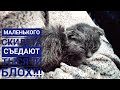 Ужас ослабленый Котёнок скелет, Блохи жрут его заживо!!! 😱#КотёнокМарьинская