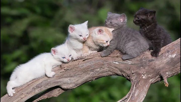 Video 11888871: cat meow cute, kitten mom, cats dogs