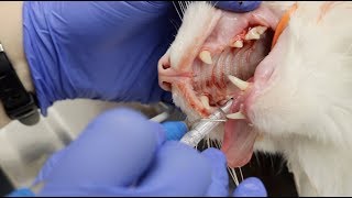 A Lot Of Feline Dentistry | Veterinary Vlog#32