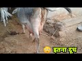 Live Milking Sirohi Cow Video 👍 केवल घास फूस खाने वाली गाय ने कितना दूध दिया देखें इस विडियो मे