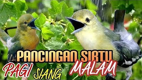 Pancingan Sirtu paling Ampuh dan Sukses agar cepat gacor
