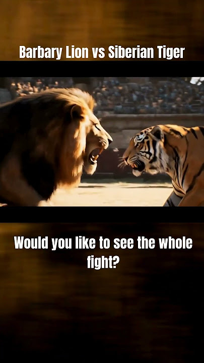 Barbary Lion vs Siberian Tiger - Like If You Like To See This Fight