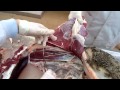 Pelvic limb nerves 3 sheep plexus lumbosacralis  veterinary