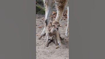 Vicuña geboren 🦙