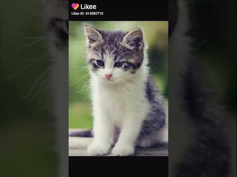 Видео: Муурны дээд ба доод эрүүний хугарал