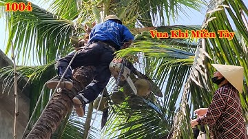 Quá hồi hộp Vua Khỉ Miền Tây cưa cây Dừa nằm nghiêng vào mái nhà . Cutting coconut tree