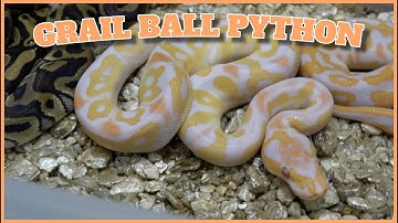 The Grail Ball Python Clutch Update!