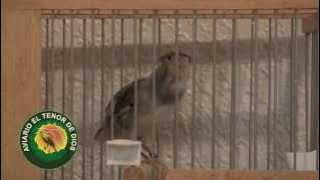 Canario Timbrado Espanol 90pnt / Spanish Timbrado Canary 90pnt