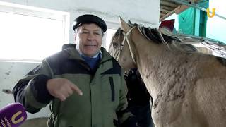 UTV. Лошадей со всех районов республики готовят к масштабным скачкам Терра Башкирия