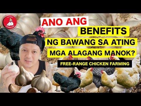 Video: Ang Bawang Ay Inatsara Ang Mga Pakpak Ng Manok