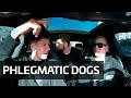Proxy Drives II ✚ Phlegmatic Dogs