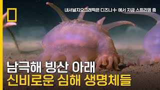 남극해의 빙산 아래 신비로운 심해 생명체들 | 대왕오징어를 찾아라