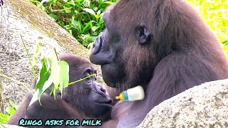 Ringo asks for milk🍼🍼🍼🍼😆🤣💦|D'jeeco Family|Gorilla|Taipei zoo 20240511#7