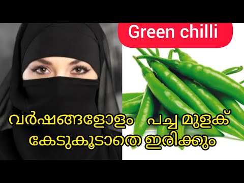 വർഷങ്ങളോളം പച്ച മുളക് കേടുകൂടാതെ ഇരിക്കും || Green Chili Tips # Zara Kitchen Tips