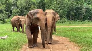 Happy 9th Birthday To Elephant Yindee! 🐘 - ElephantNews
