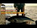 Anda wajib tonton ini... Panduan untuk menarik ikan tuna bagi angler pemula | YFT