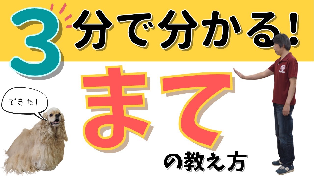 「まて」の教え方 犬のしつけ】まての教え方☆決定版☆【3分で分かる】 - YouTube